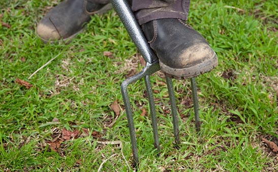 Image: Aerating lawn with garden fork