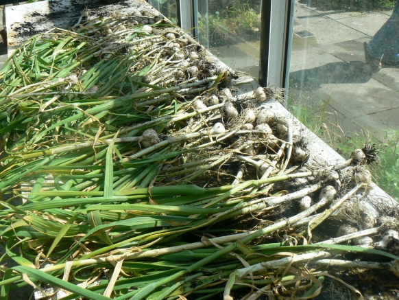 harvested garlic