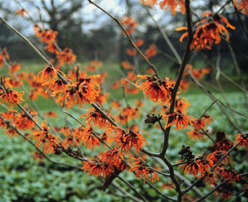 witch hazel