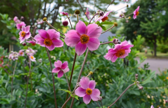 Pink Japanese Anemone