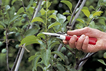 Mid summer fruit tree pruning