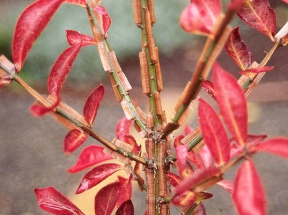 Euonymus