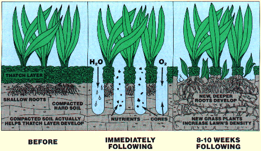 Before and after aeration of a lawn illustration.