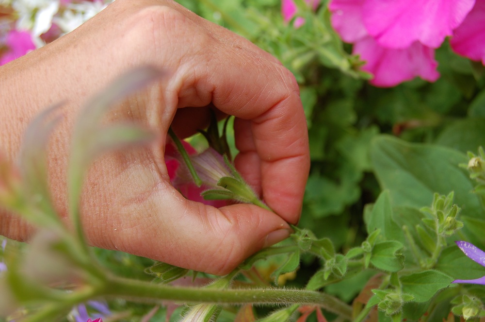Deadheading petunias online