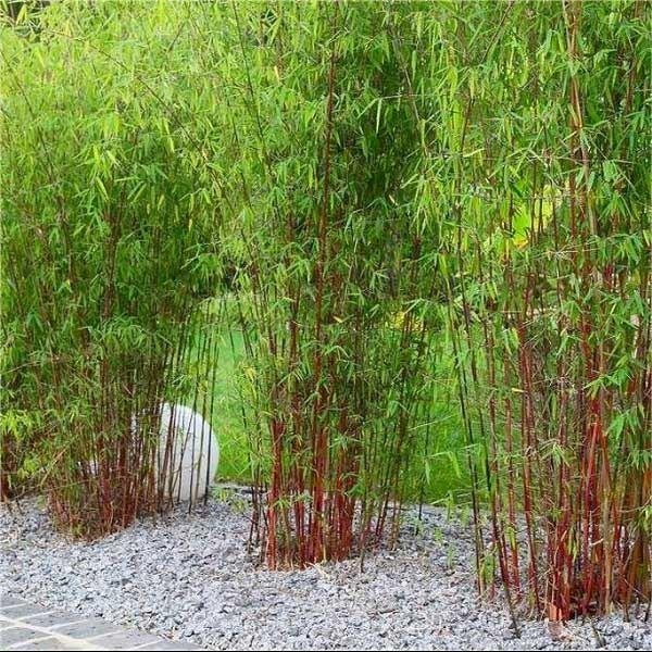 Gareth Austin Add An Exotic Touch With Bamboo In The Garden A Favourite Of Mines Is The Movement And Sound Caused By Moving Plants Like Bamboo