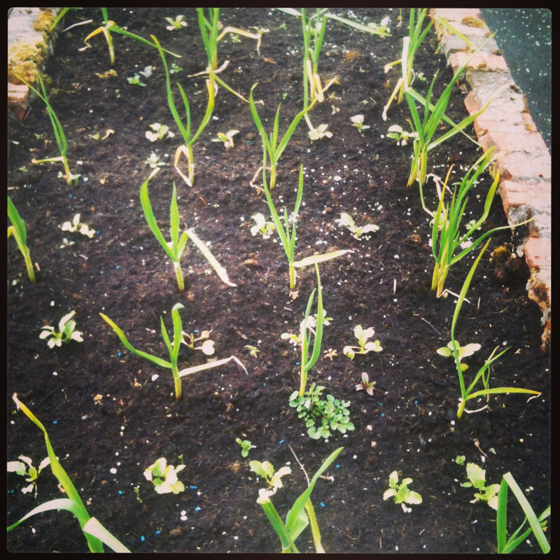 Growing garlic 