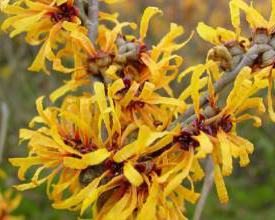 witch hazel