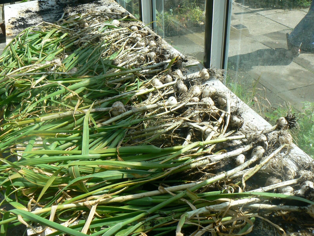 Gareth Austin Growing garlic, it couldn’t be easier