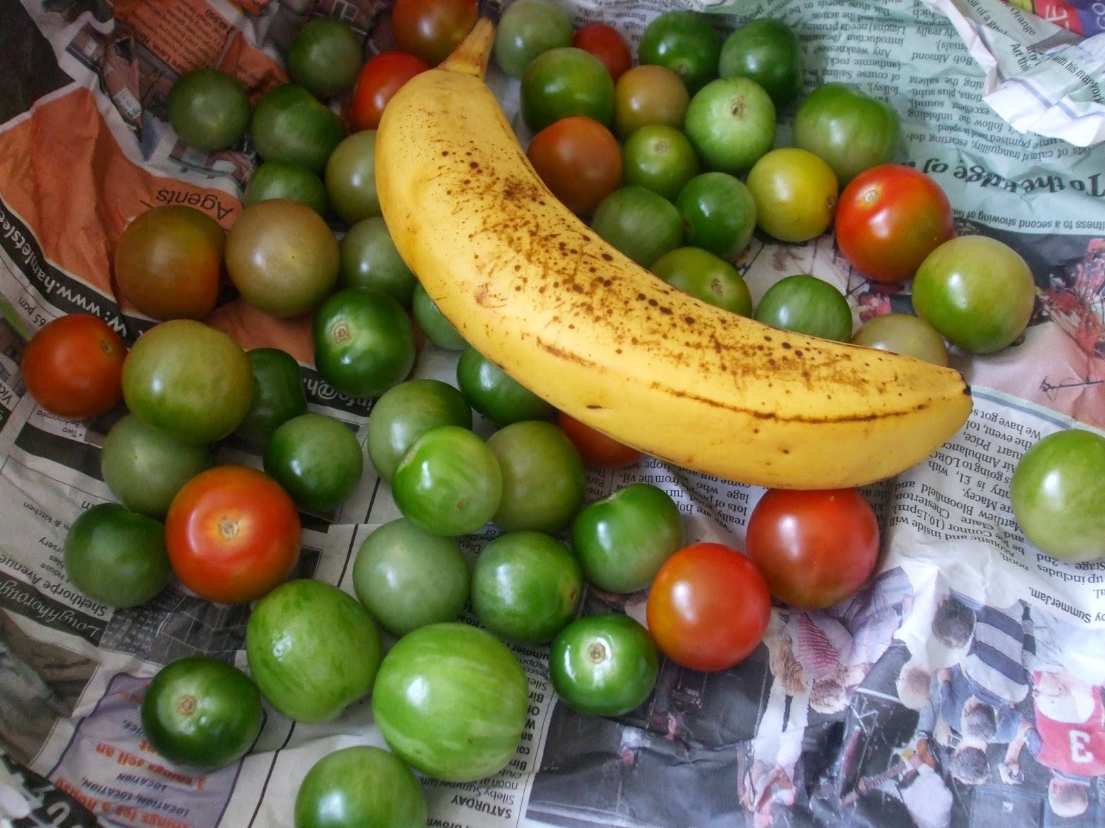 Ripen tomatoes with a banana