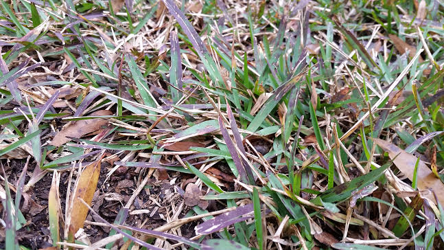 Purple coloured grass blades as a result of cold weather