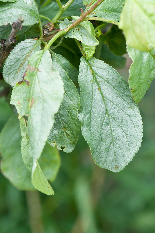 Silver leaf disease on a plum tree