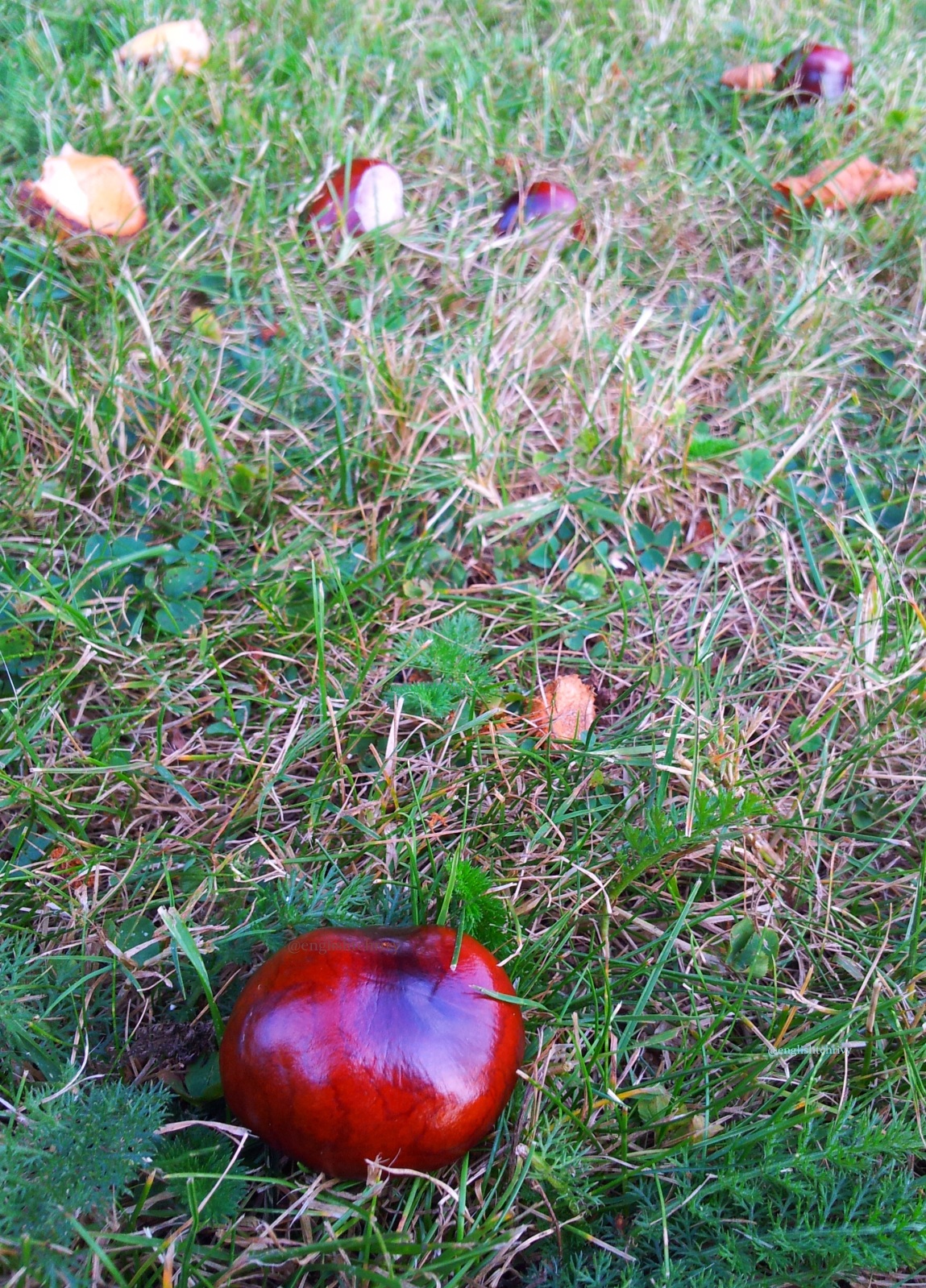 Horse Chestnuts