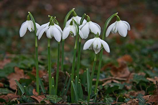 Image: blossoming snowdrops
